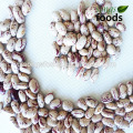 Chinese Pulse Of All Variety Beans